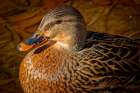 USA, Colorado, Fort Collins. Female American mallard duck in water. Art Print